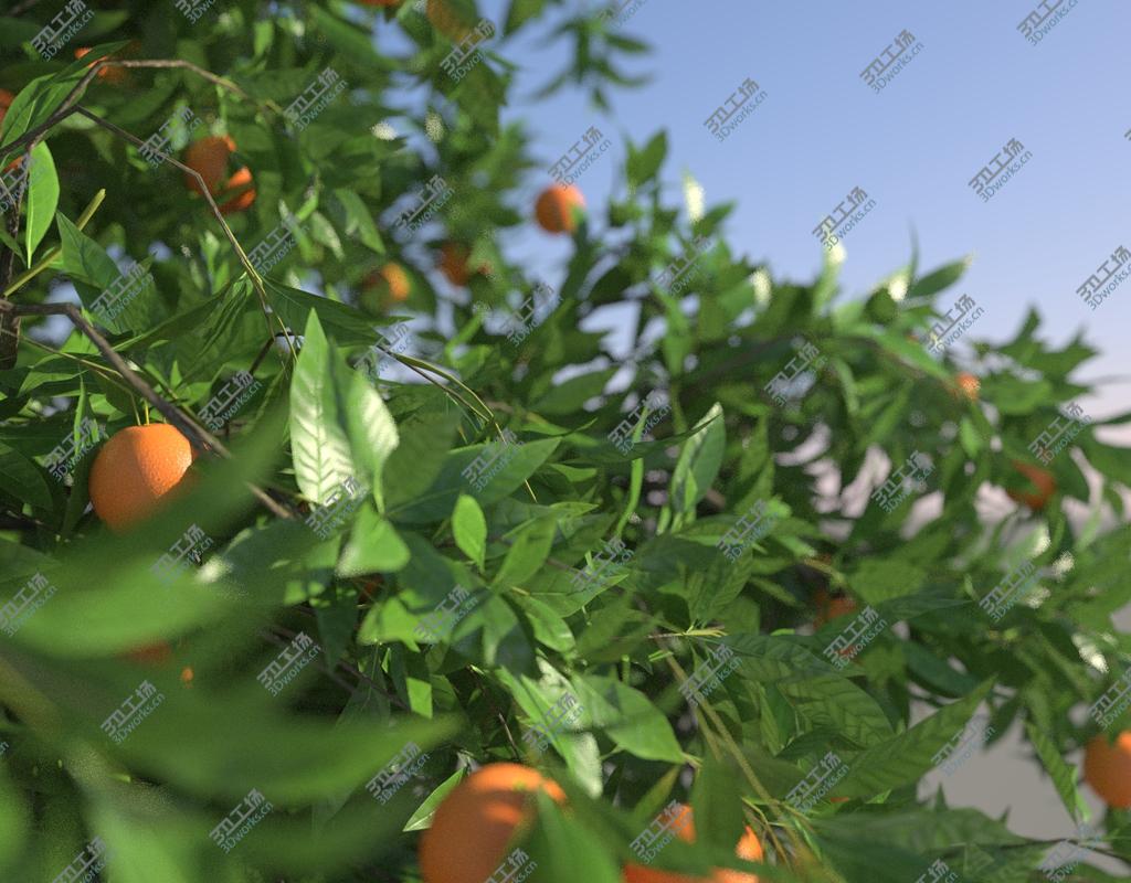 images/goods_img/2021040233/Orange Tree/3.jpg
